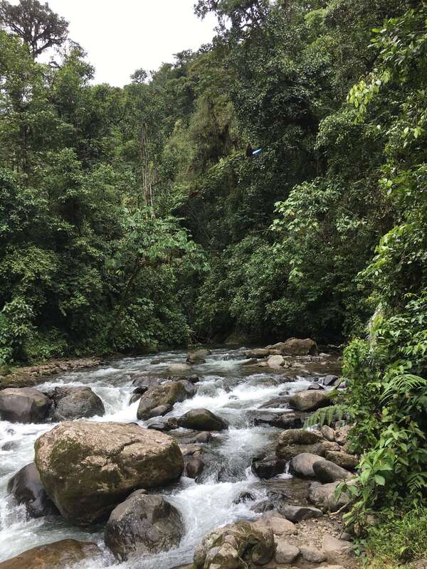Yoga og Jungle retreat i Equador | 8. - 16. august 2020