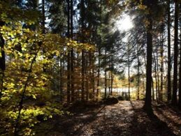 ​Skoven kalder på tid til vinterhi - et fordybende retreat i Sverige | 24. - 27. november 2022