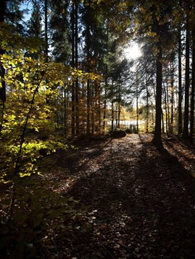Bodyfulness-retreat til "Skoven Kalder" i Ryd, Sverige